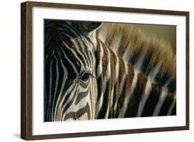 Close-Up of Plains Zebra-Paul Souders-Framed Photographic Print