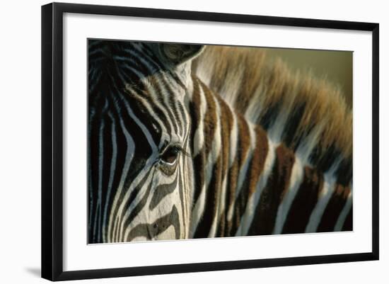 Close-Up of Plains Zebra-Paul Souders-Framed Photographic Print