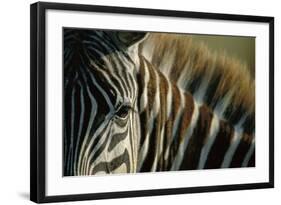 Close-Up of Plains Zebra-Paul Souders-Framed Photographic Print