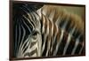 Close-Up of Plains Zebra-Paul Souders-Framed Photographic Print