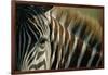 Close-Up of Plains Zebra-Paul Souders-Framed Photographic Print