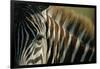 Close-Up of Plains Zebra-Paul Souders-Framed Photographic Print