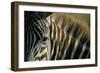 Close-Up of Plains Zebra-Paul Souders-Framed Photographic Print