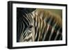 Close-Up of Plains Zebra-Paul Souders-Framed Photographic Print