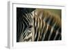 Close-Up of Plains Zebra-Paul Souders-Framed Photographic Print