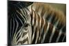 Close-Up of Plains Zebra-Paul Souders-Mounted Photographic Print
