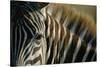 Close-Up of Plains Zebra-Paul Souders-Stretched Canvas