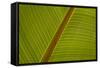 Close-Up of Plantain Leaf-Balan Madhavan-Framed Stretched Canvas