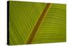 Close-Up of Plantain Leaf-Balan Madhavan-Stretched Canvas