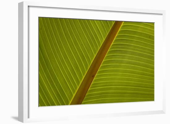 Close-Up of Plantain Leaf-Balan Madhavan-Framed Photographic Print