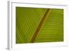 Close-Up of Plantain Leaf-Balan Madhavan-Framed Photographic Print