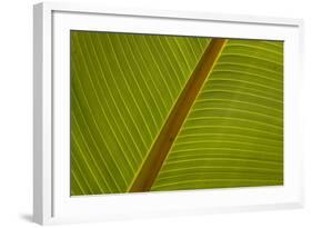 Close-Up of Plantain Leaf-Balan Madhavan-Framed Photographic Print