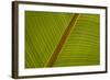 Close-Up of Plantain Leaf-Balan Madhavan-Framed Photographic Print