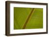 Close-Up of Plantain Leaf-Balan Madhavan-Framed Photographic Print