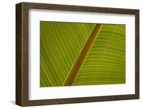 Close-Up of Plantain Leaf-Balan Madhavan-Framed Photographic Print