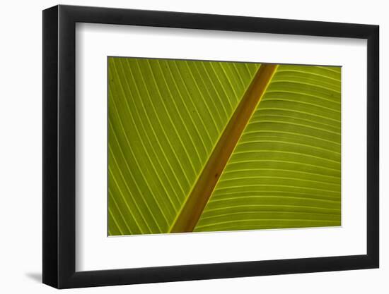 Close-Up of Plantain Leaf-Balan Madhavan-Framed Photographic Print