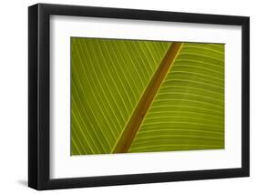 Close-Up of Plantain Leaf-Balan Madhavan-Framed Photographic Print