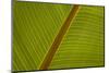 Close-Up of Plantain Leaf-Balan Madhavan-Mounted Photographic Print