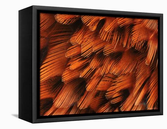 Close-Up of Plumage of Male Pheasant-Niall Benvie-Framed Stretched Canvas