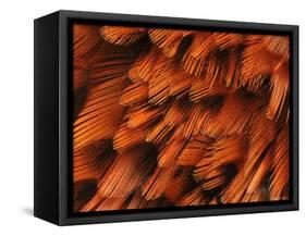 Close-Up of Plumage of Male Pheasant-Niall Benvie-Framed Stretched Canvas