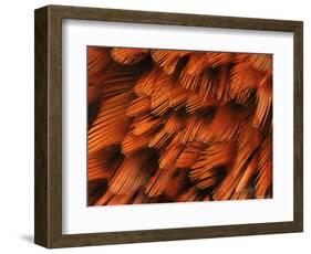 Close-Up of Plumage of Male Pheasant-Niall Benvie-Framed Premium Photographic Print