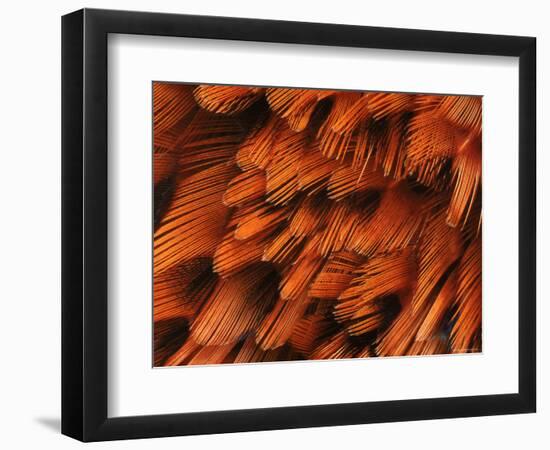 Close-Up of Plumage of Male Pheasant-Niall Benvie-Framed Premium Photographic Print