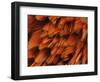 Close-Up of Plumage of Male Pheasant-Niall Benvie-Framed Premium Photographic Print