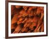 Close-Up of Plumage of Male Pheasant-Niall Benvie-Framed Photographic Print