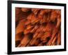 Close-Up of Plumage of Male Pheasant-Niall Benvie-Framed Photographic Print