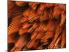 Close-Up of Plumage of Male Pheasant-Niall Benvie-Mounted Photographic Print