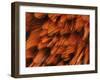 Close-Up of Plumage of Male Pheasant-Niall Benvie-Framed Photographic Print