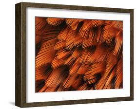 Close-Up of Plumage of Male Pheasant-Niall Benvie-Framed Photographic Print