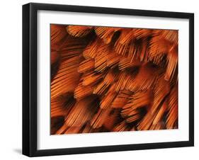 Close-Up of Plumage of Male Pheasant-Niall Benvie-Framed Photographic Print