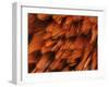 Close-Up of Plumage of Male Pheasant-Niall Benvie-Framed Photographic Print