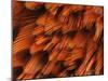 Close-Up of Plumage of Male Pheasant-Niall Benvie-Mounted Photographic Print
