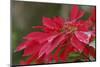 Close-Up Of Poinsettia Covered In Dew In The Rain-Design Pics-Mounted Photographic Print