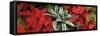 Close-up of Poinsettia flowers with leaves-Panoramic Images-Framed Stretched Canvas