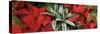 Close-up of Poinsettia flowers with leaves-Panoramic Images-Stretched Canvas