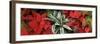 Close-up of Poinsettia flowers with leaves-Panoramic Images-Framed Photographic Print