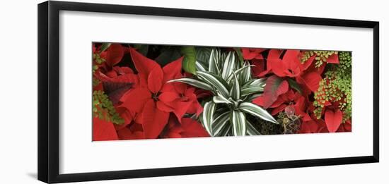 Close-up of Poinsettia flowers with leaves-Panoramic Images-Framed Photographic Print
