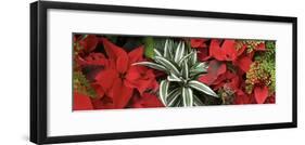 Close-up of Poinsettia flowers with leaves-Panoramic Images-Framed Photographic Print