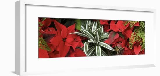 Close-up of Poinsettia flowers with leaves-Panoramic Images-Framed Photographic Print