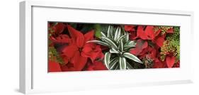 Close-up of Poinsettia flowers with leaves-Panoramic Images-Framed Photographic Print