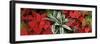 Close-up of Poinsettia flowers with leaves-Panoramic Images-Framed Photographic Print