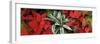 Close-up of Poinsettia flowers with leaves-Panoramic Images-Framed Photographic Print