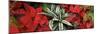 Close-up of Poinsettia flowers with leaves-Panoramic Images-Mounted Photographic Print