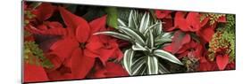 Close-up of Poinsettia flowers with leaves-Panoramic Images-Mounted Photographic Print