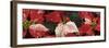 Close-up of Poinsettia flowers-Panoramic Images-Framed Photographic Print