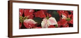 Close-up of Poinsettia flowers-Panoramic Images-Framed Photographic Print