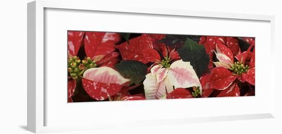 Close-up of Poinsettia flowers-Panoramic Images-Framed Photographic Print